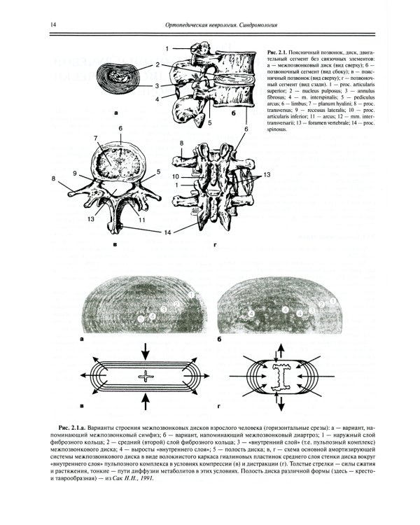 Ортопедическая неврология (вертеброневрология): руководство для врачей. 8-е изд