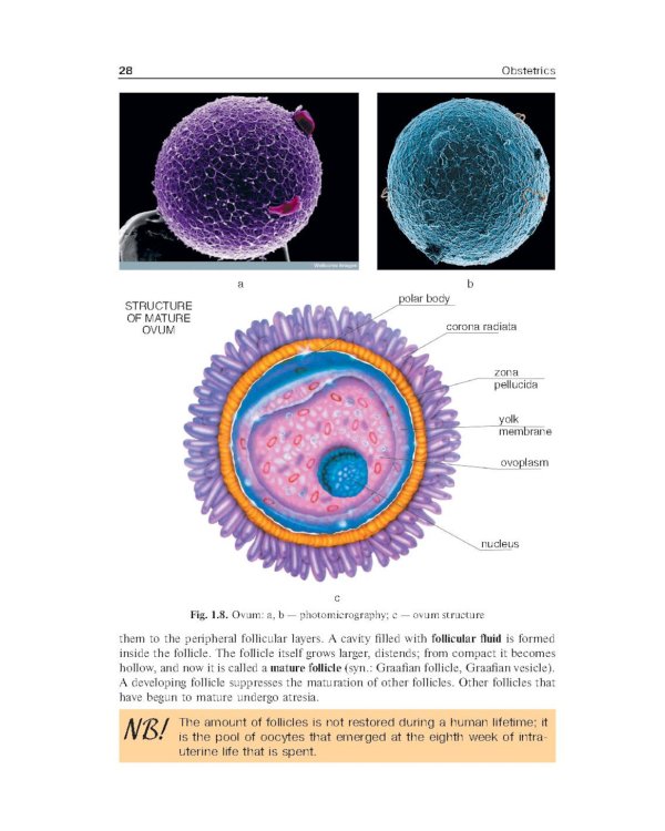 Obstetrics = Акушерство: Учебник