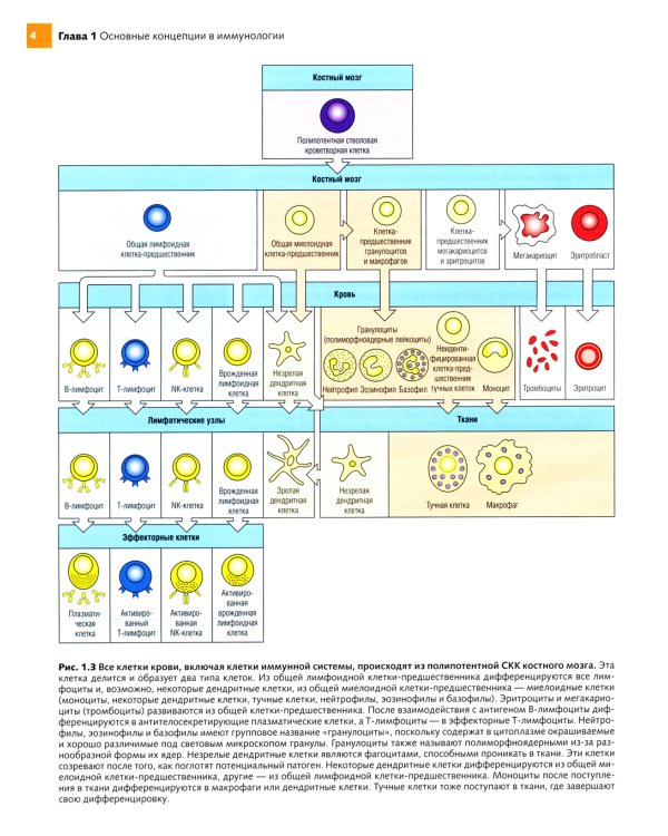 Иммунобиология по Джанвэю