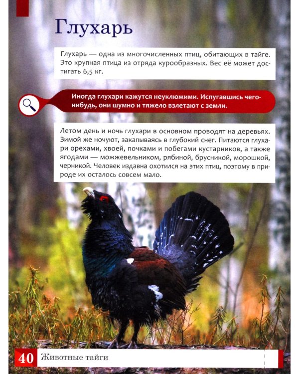 Животные: энциклопедия