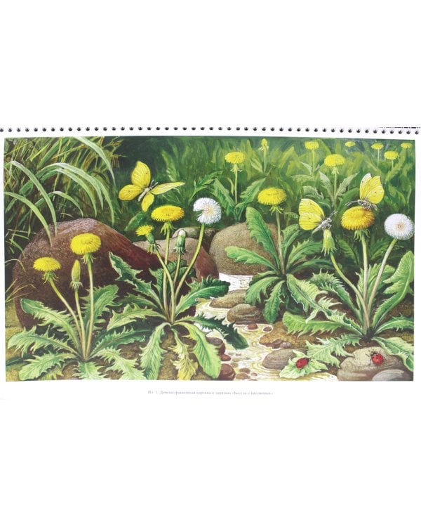 Добро пожаловать в экологию. Демонстрационные картины и динамические модели для занятий с детьми 4-5 лет (средняя группа). ФГОС.