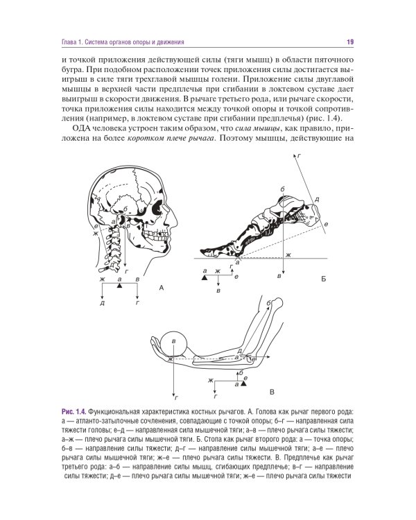 Головные и лицевые боли. Миофасциальный релиз