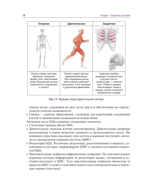 Головные и лицевые боли. Миофасциальный релиз