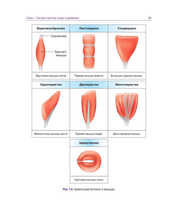 Головные и лицевые боли. Миофасциальный релиз
