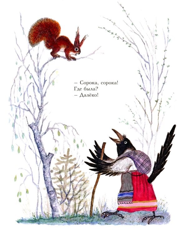 Сорока-белобока