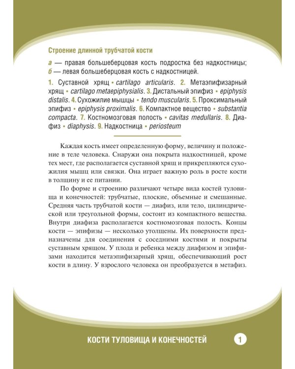 Анатомия человека. Кости туловища и конечностей. Карточки: Наглядное учебное пособие
