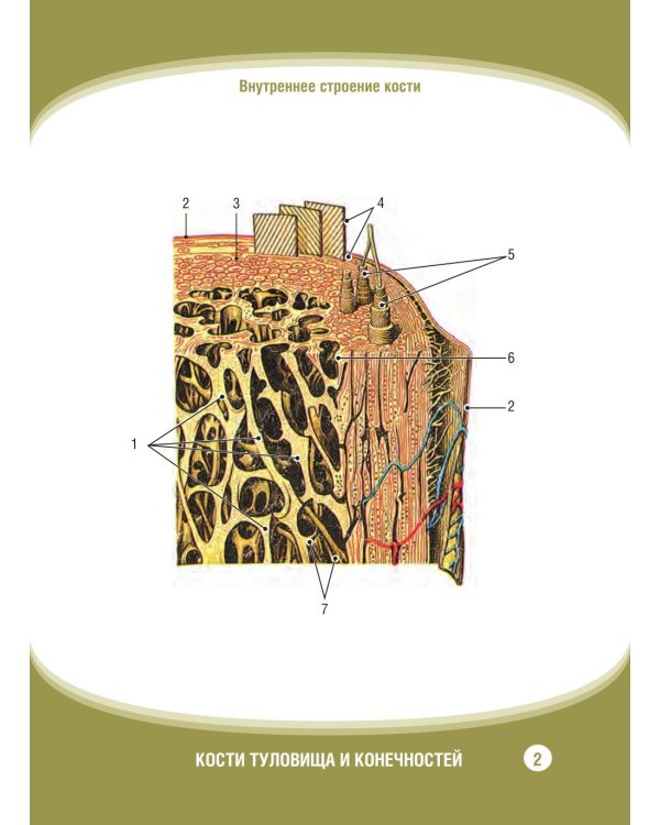Анатомия человека. Кости туловища и конечностей. Карточки: Наглядное учебное пособие