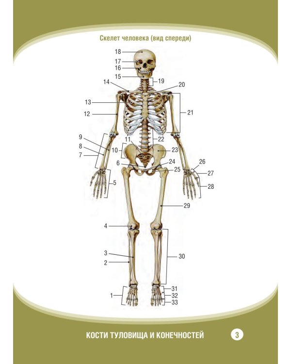 Анатомия человека. Кости туловища и конечностей. Карточки: Наглядное учебное пособие