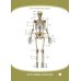 Анатомия человека. Кости туловища и конечностей. Карточки: Наглядное учебное пособие