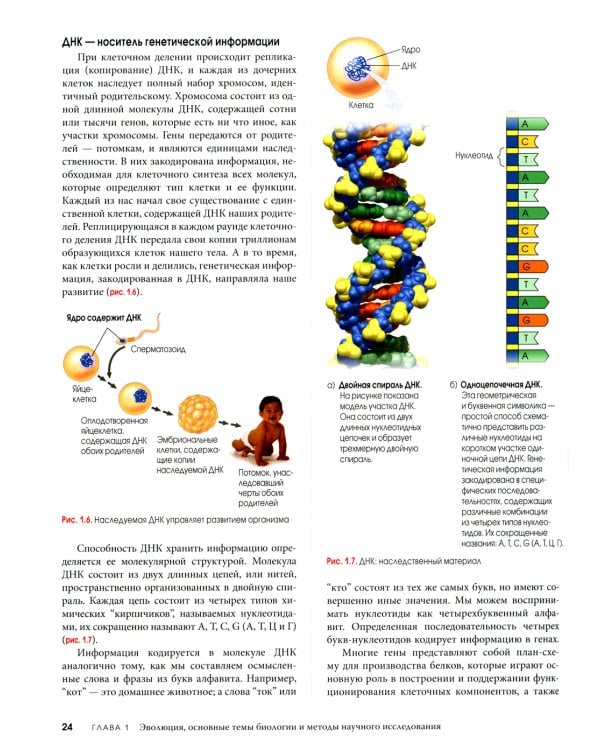 Биология Campbell. В 3 т. Т. 1. Химия жизни. Клетка. Генетика
