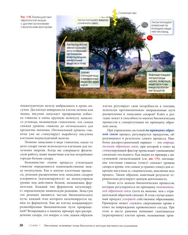 Биология Campbell. В 3 т. Т. 1. Химия жизни. Клетка. Генетика