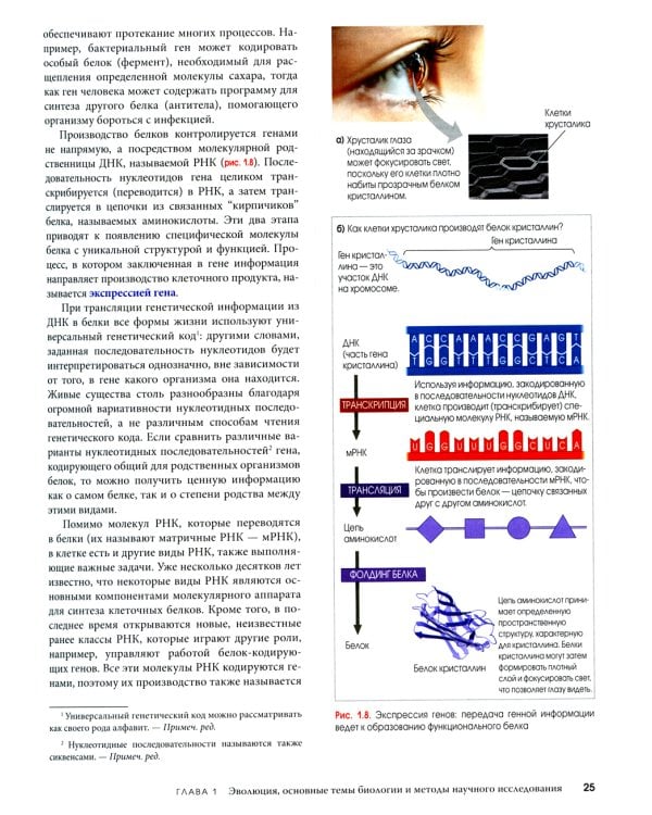 Биология Campbell. В 3 т. Т. 1. Химия жизни. Клетка. Генетика