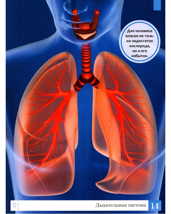 Тело человека: энциклопедия