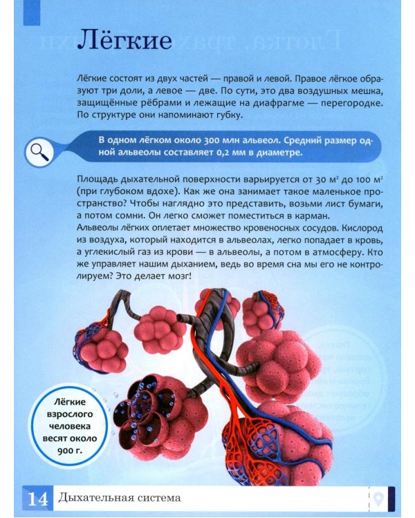 Тело человека: энциклопедия