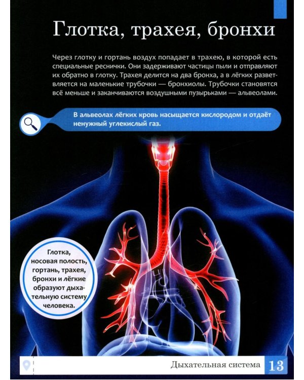 Тело человека: энциклопедия