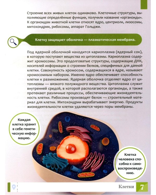 Тело человека: энциклопедия