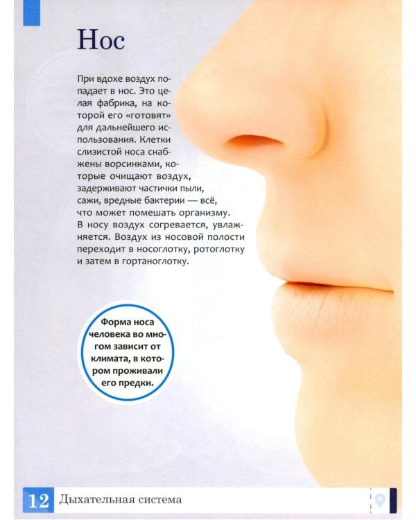 Тело человека: энциклопедия