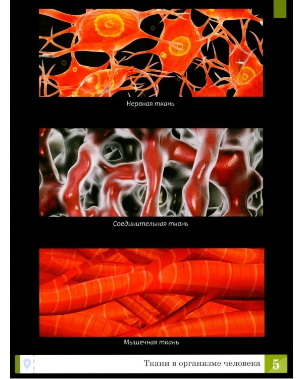 Тело человека: энциклопедия