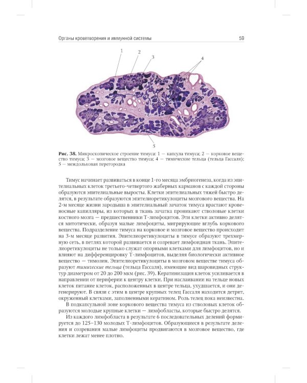 Анатомия человека. Учебник. В 2 т. Т. 2