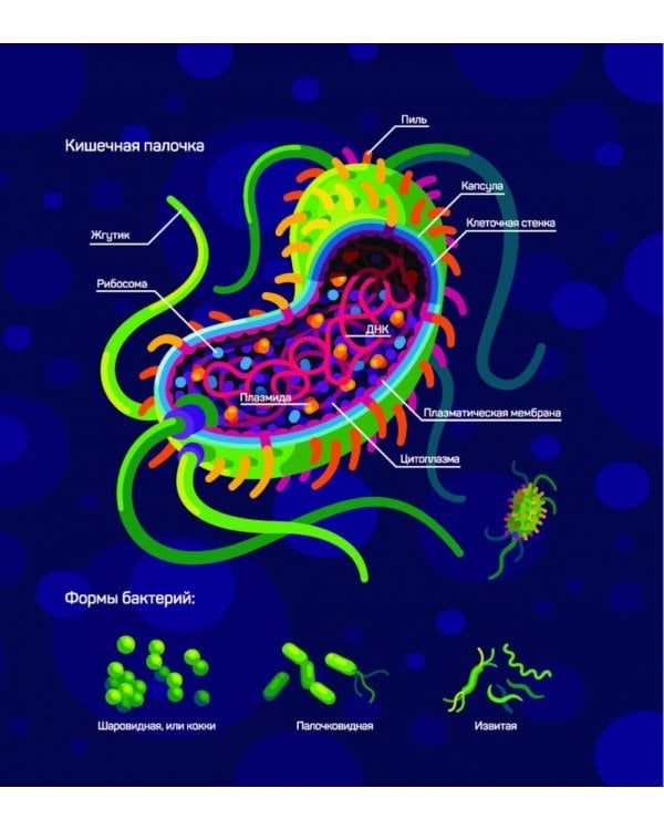 Иммунитет. Путешествие по загадочной системе