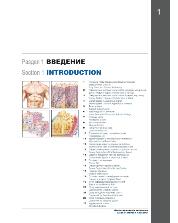 Атлас анатомии человека. 7-е изд