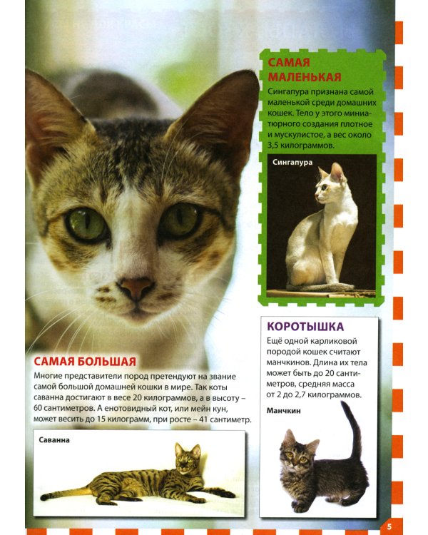 Кошки и котята (Популярная детская энциклопедия)