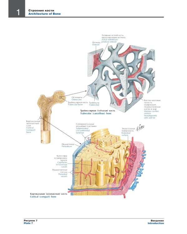 Атлас анатомии человека. 7-е изд