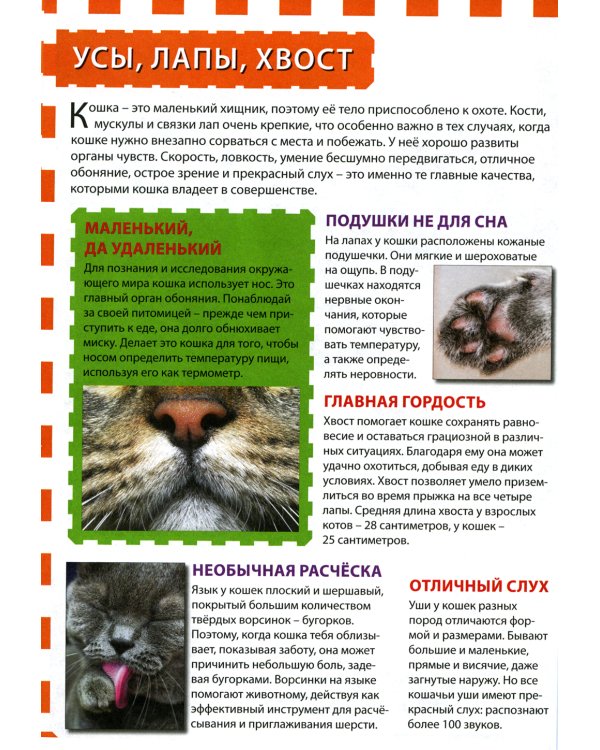 Кошки и котята (Популярная детская энциклопедия)