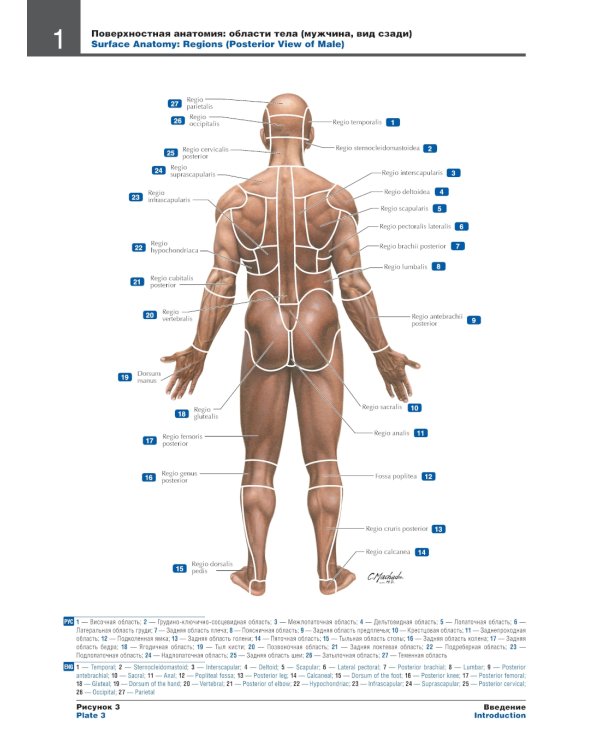 Атлас анатомии человека. 7-е изд