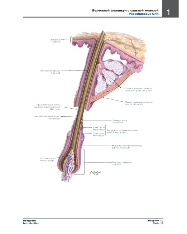 Атлас анатомии человека. 7-е изд