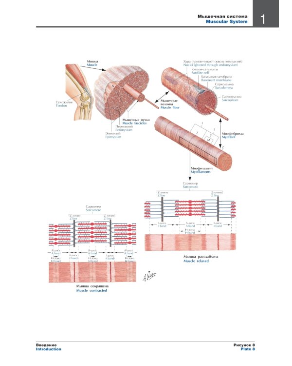 Атлас анатомии человека. 7-е изд