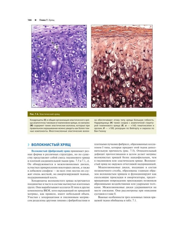 Гистология по Жункейре. Учебное пособие. Атлас