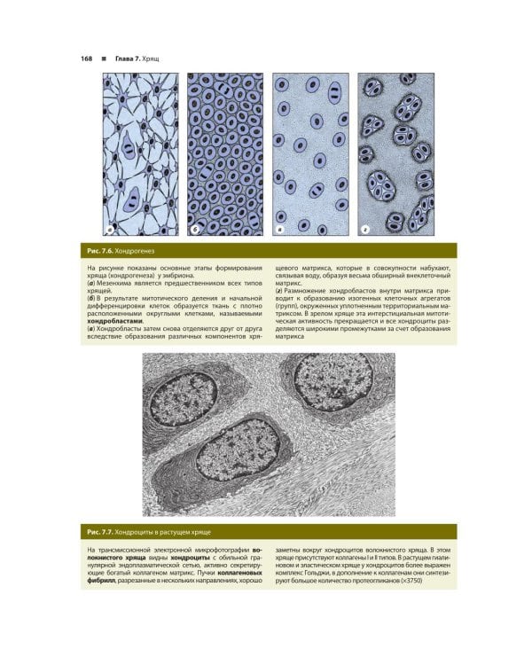 Гистология по Жункейре. Учебное пособие. Атлас