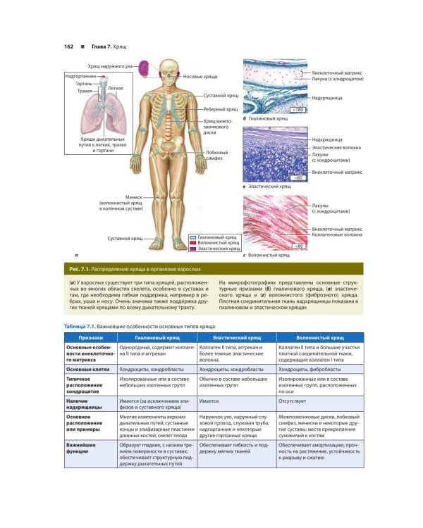 Гистология по Жункейре. Учебное пособие. Атлас