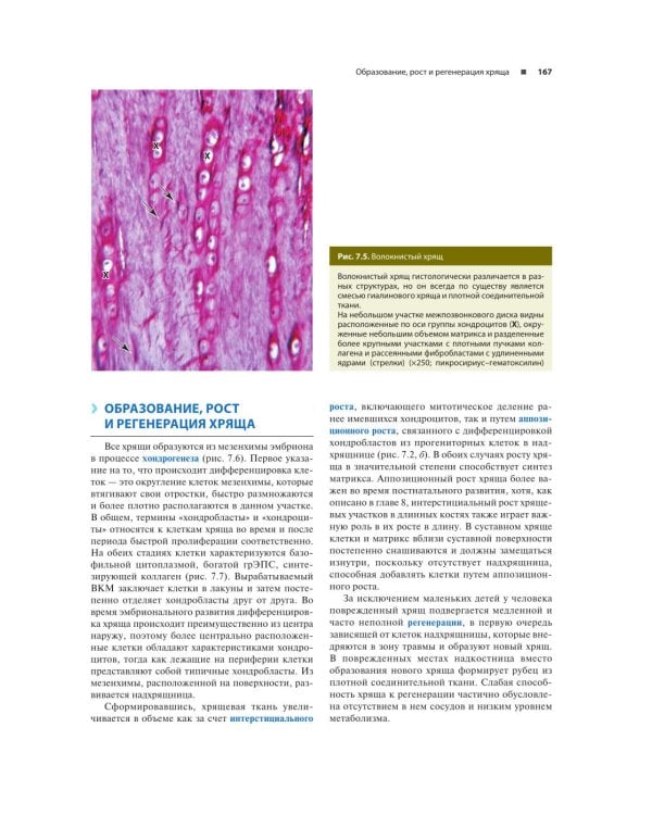 Гистология по Жункейре. Учебное пособие. Атлас