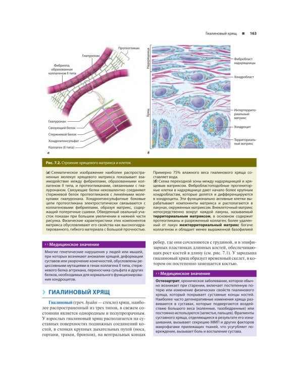 Гистология по Жункейре. Учебное пособие. Атлас