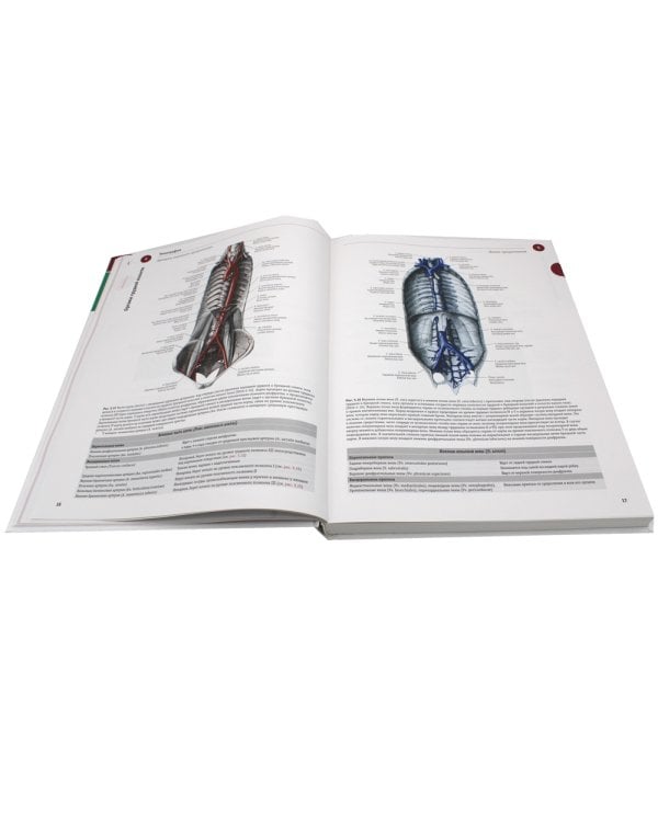 Sobotta. Атлас анатомии человека. В 3 т. Т. 2: Внутренние органы. 2-е изд