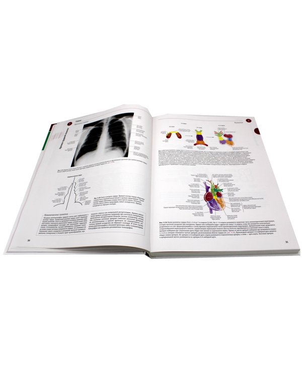 Sobotta. Атлас анатомии человека. В 3 т. Т. 2: Внутренние органы. 2-е изд