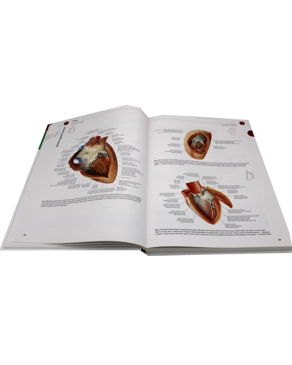 Sobotta. Атлас анатомии человека. В 3 т. Т. 2: Внутренние органы. 2-е изд