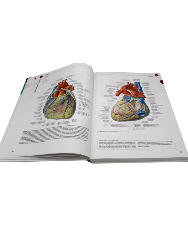 Sobotta. Атлас анатомии человека. В 3 т. Т. 2: Внутренние органы. 2-е изд