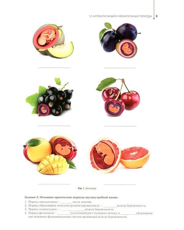 Здоровый образ жизни и профилактика заболеваний в разные возрастные периоды. Рабочая тетрадь