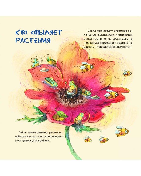 Израиль. Страна анемонов