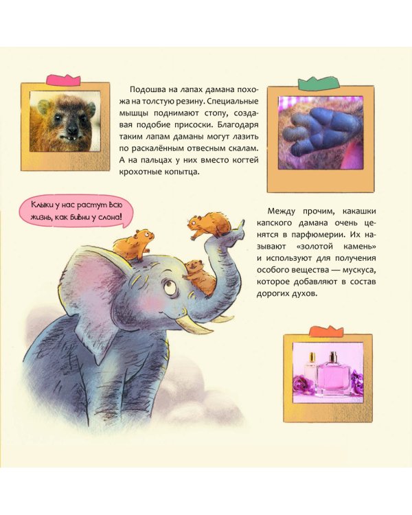 Израиль. Страна анемонов