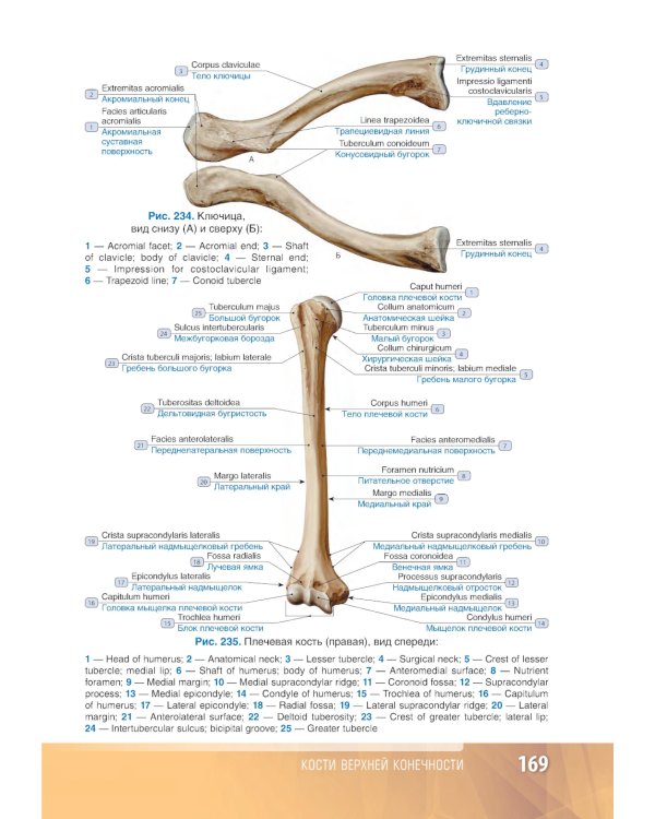 Анатомия человека: атлас: Учебное пособие. В 3 т. Т. 1