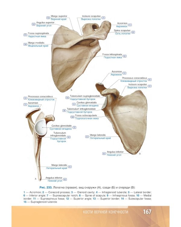 Анатомия человека: атлас: Учебное пособие. В 3 т. Т. 1