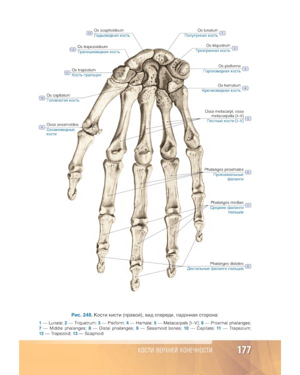 Анатомия человека: атлас: Учебное пособие. В 3 т. Т. 1