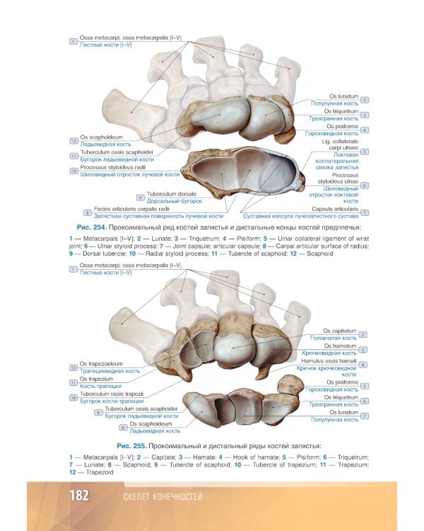 Анатомия человека: атлас: Учебное пособие. В 3 т. Т. 1