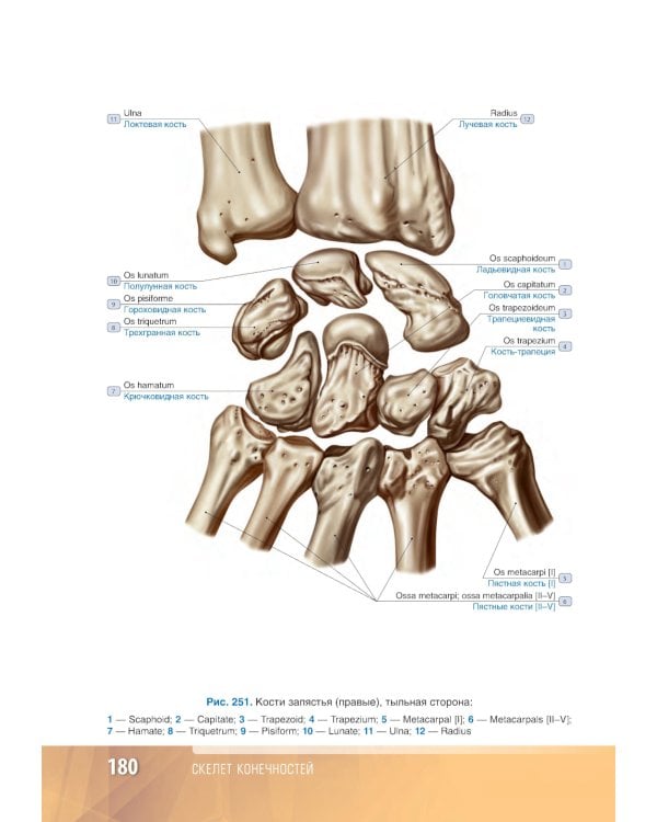 Анатомия человека: атлас: Учебное пособие. В 3 т. Т. 1