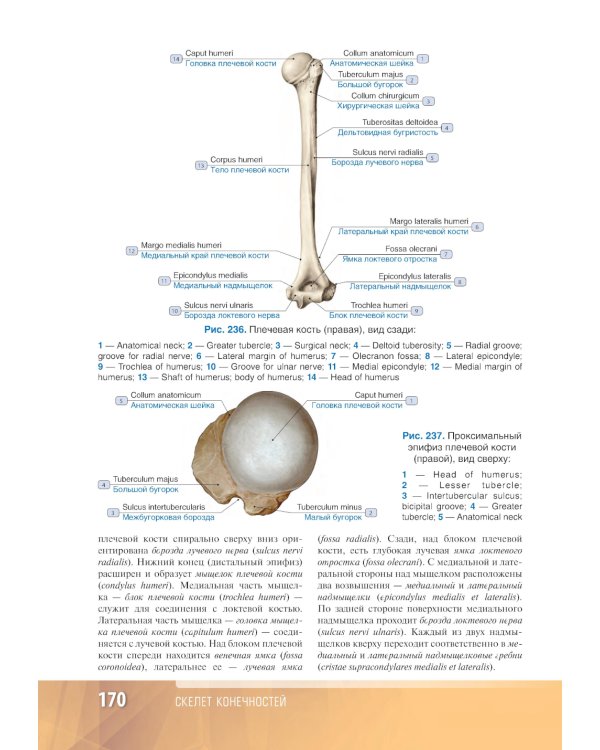 Анатомия человека: атлас: Учебное пособие. В 3 т. Т. 1