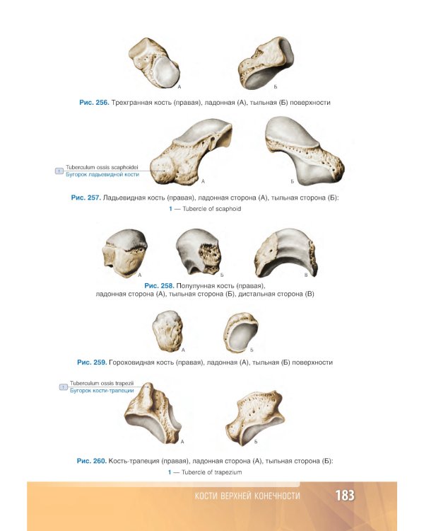 Анатомия человека: атлас: Учебное пособие. В 3 т. Т. 1